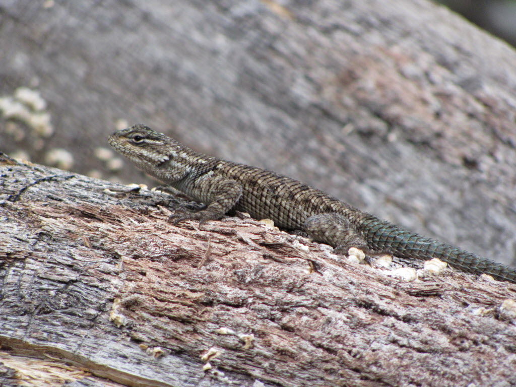 Lizard